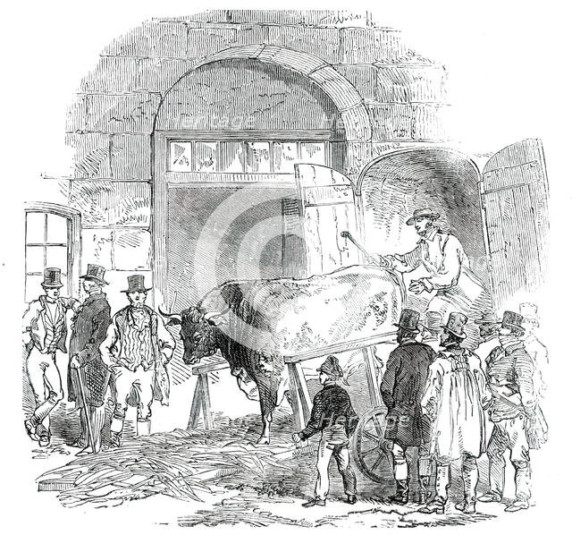The Annual Exhibition of the Smithfield Club - Bringing in Hereford Ox, 1850. Creator: Unknown.