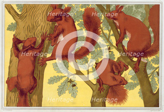 Squirrels, pub. 1897. Creator: Maurice Pillard Verneuil (1869?1942).