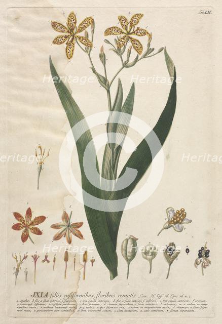 Plantae Selectae: No. 52 - Ixia. Creator: Georg Dionysius Ehret (German, 1708-1770); Christopher Jacob Trew (German).