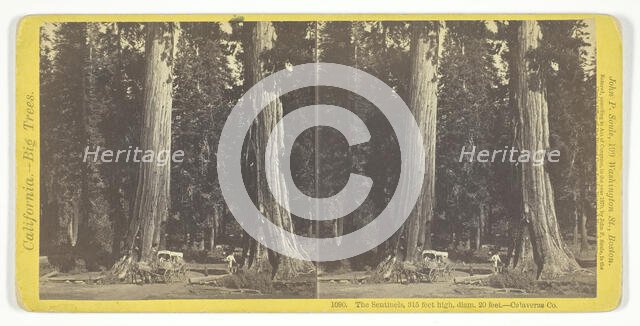 The Sentinels, 315 feet high, diam. 20 feet - Calaveras County, 1870. Creator: John P. Soule.