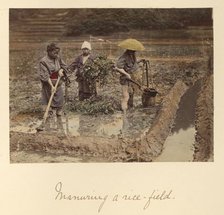 Manuring a rice-field, about 1873-1883. Creator: Shinichi Suzuki I.