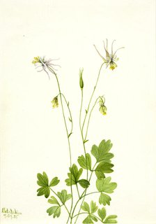 Aquilegia ecalcarata, 1935. Creator: Mary Vaux Walcott.