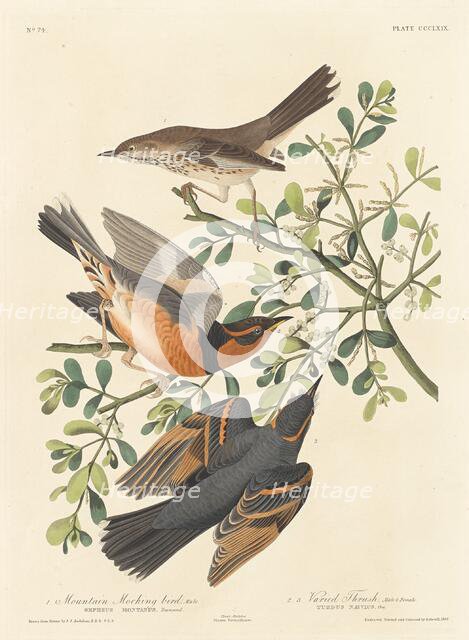 Mountain Mocking-bird and Varied Thrush, 1837. Creator: Robert Havell.