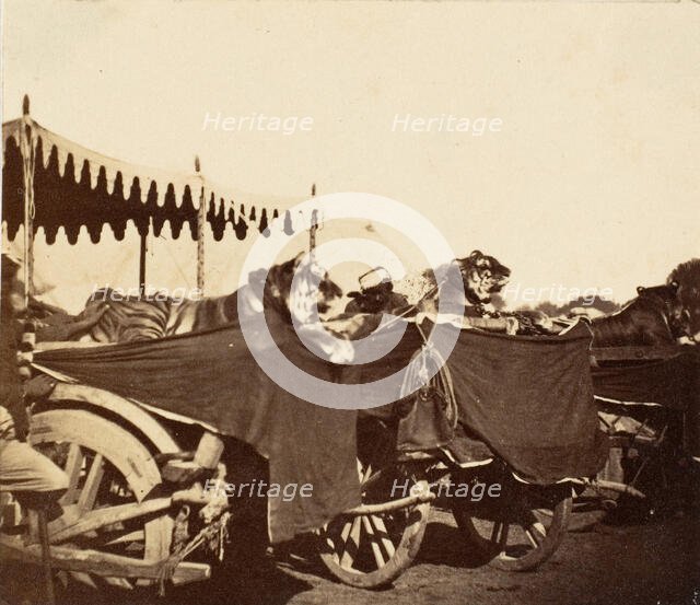 Tigers Presented to the Countess Canning at Agra, 1858-61. Creator: Unknown.