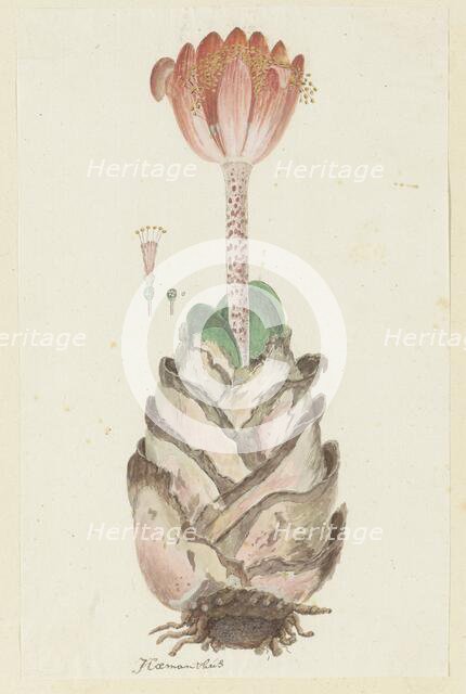 Haemanthus coccineus L. (Blood flower), 1777-1786. Creator: Robert Jacob Gordon.