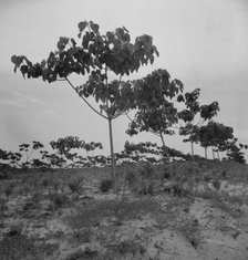 Tung oil grove near Mossy Head, Florida, 1937. Creator: Dorothea Lange.