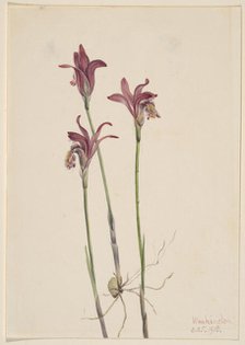 Arethusa (Arethusa bulbosa), 1918. Creator: Mary Vaux Walcott.