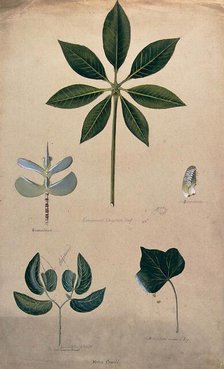 Various leaf forms, including succulent and compound, c1900. Creator: Helen Cowell.