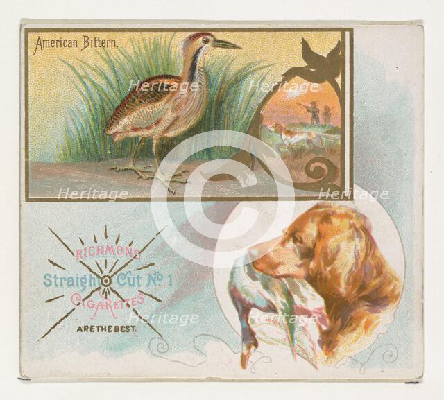 American Bittern, from the Game Birds series (N40) for Allen & Ginter Cigarettes, 1888-90. Creator: Allen & Ginter.