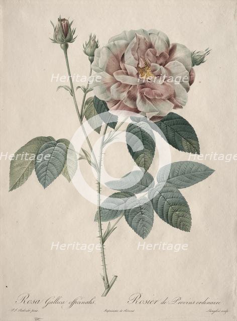 Les Roses: Rosa Gallica, 1817-1824. Creator: Henry Joseph Redouté (French, 1766-1853).