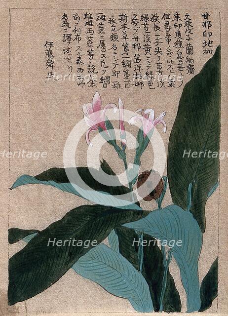 A flowering and fruiting plant stem. Creator: Unknown.