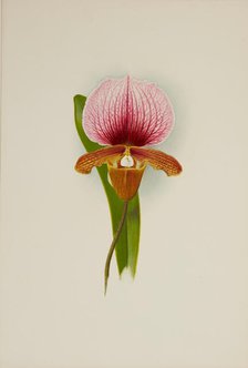 Orchid: Cypridium Charlesworthii, 1906. Creator: Frederick William Bolas.