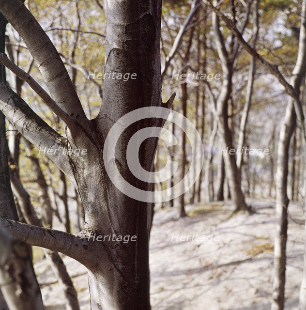 Beech wood, Sharpenhoe, Streatley, Bedfordshire, c1960s. Artist: John Gay.