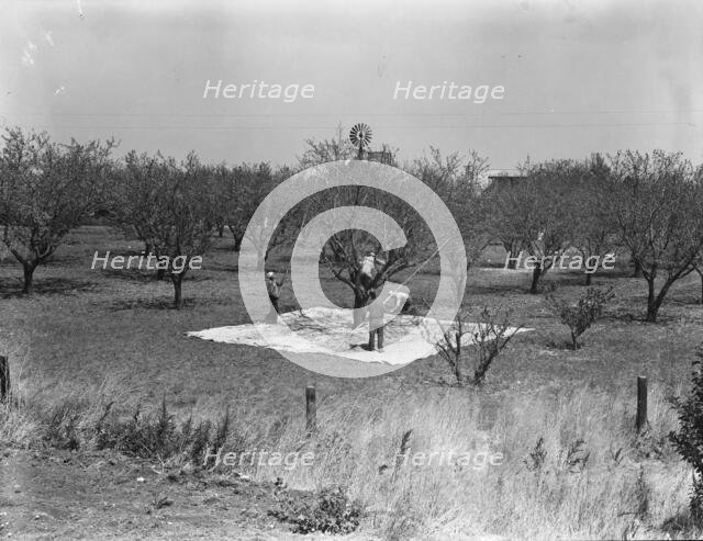 Harvesting on almond ranch, local day labor, near Walnut Creek, Contra Costa County, 1939. Creator: Dorothea Lange.