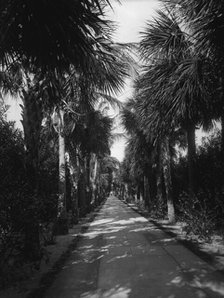 Palm Beach, Florida, Ocean Avenue, between 1880 and 1901. Creator: Unknown.