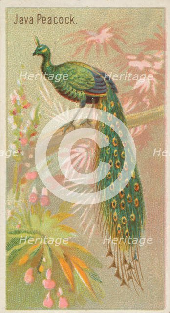 Java Peacock, from the Birds of the Tropics series (N5) for Allen & Ginter Cigarettes Brands, 1889. Creator: Allen & Ginter.