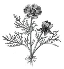 The Adonis Flower, or Pheasant's Eye, (Adonis autumnalis), 1842. Creator: Unknown.