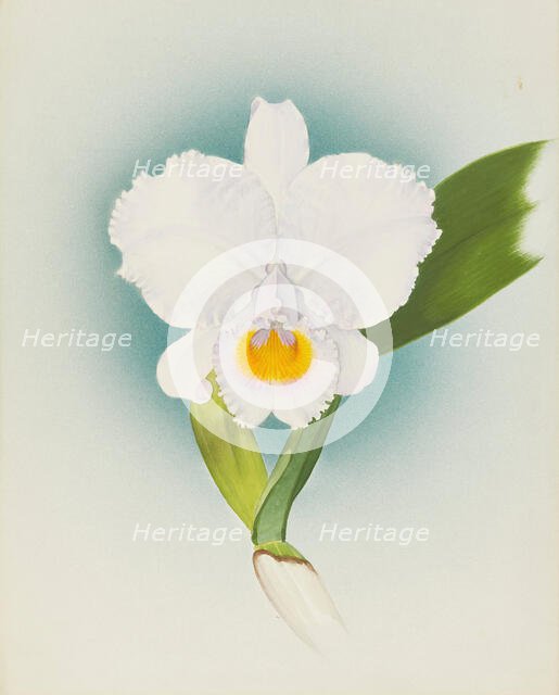 Orchid: Cattleya Schroderae, 1908. Creator: Frederick William Bolas.