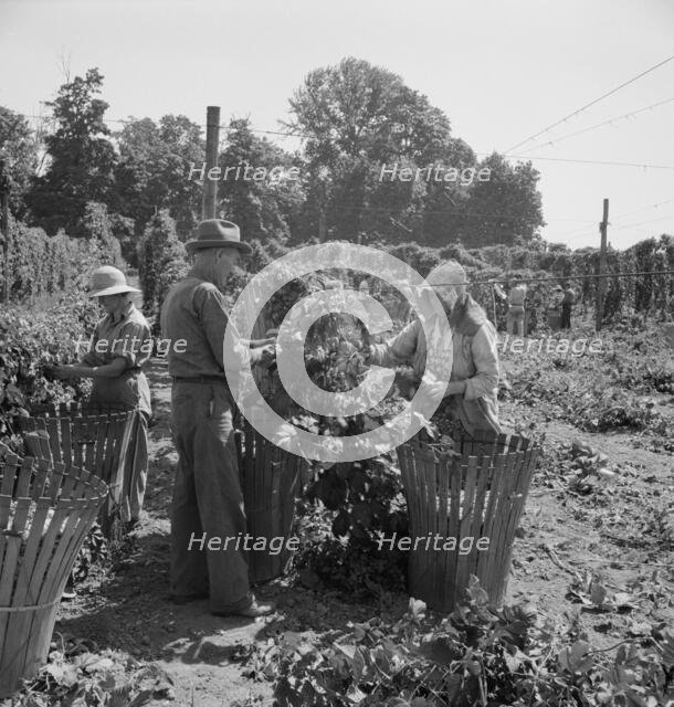 Migratory field workers in hop field, near Independence, Oregon, 1939. Creator: Dorothea Lange.