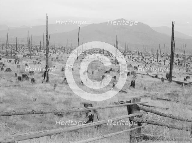 Stumps and sags on uncleared land, Priest River country, Bonner County, Idaho, 1939. Creator: Dorothea Lange.