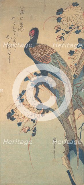 Pheasant with Chrysanthemums, ca. 1835., ca. 1835. Creator: Ando Hiroshige.
