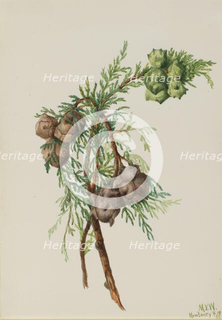 Monterey Cypress (Cupressus macrocarpa), 1936. Creator: Mary Vaux Walcott.