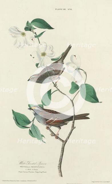 White-throated Sparrow, 1827. Creator: William Home Lizars.