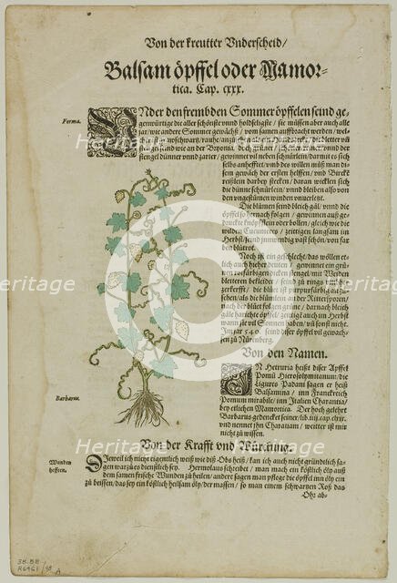 Leaf from New Kreuterbuch by Hieronymus Bock, plate 98 from Woodcuts from Books...1937. Creator: David Kannel.