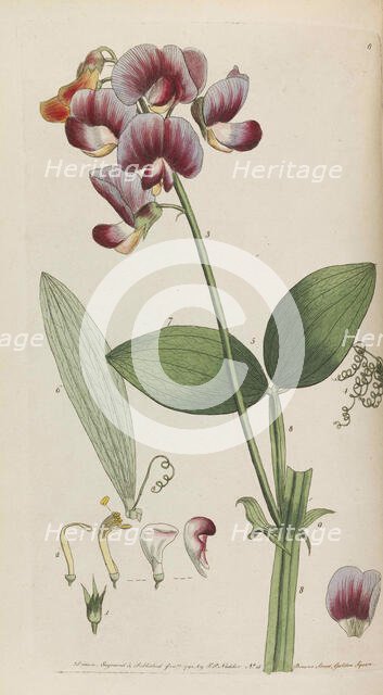 Flora rustica, 1792. Creator: Martyn, Thomas (1735-1825).