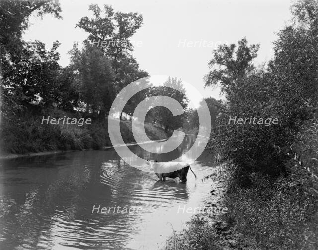 Baraboo River near Ableman's, between 1880 and 1899. Creator: Unknown.