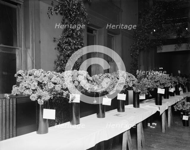 Exhibits, American Carnation Society Exhibition, Detroit, Mich., between 1900 and 1905. Creator: Unknown.