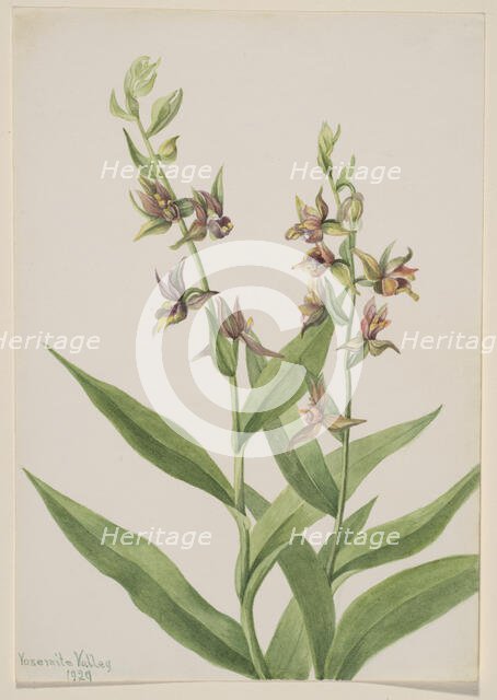 Untitled--Plant Study, 1929. Creator: Mary Vaux Walcott.