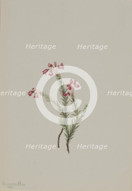 Pink Heather (Phyllodoce empetriformis), 1901. Creator: Mary Vaux Walcott.