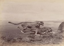 [Two Cheetahs], 1888. Creator: Ottomar Anschütz.