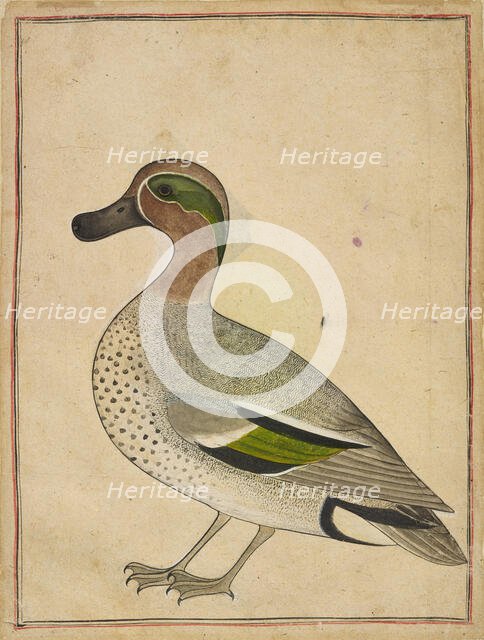 A Green-winged Teal, ca. 1730. Creator: Unknown.