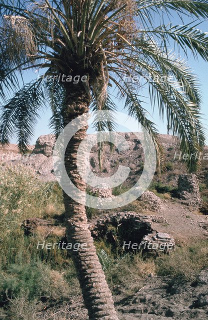 Palm tree below Lion of Babylon, Iraq, 1977.