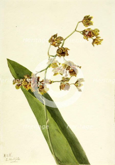 Spotted Cyrtopodium (Cyrtopodium punctatum), 1920. Creator: Mary Vaux Walcott.