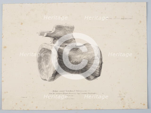 Median Caudal Vertebra of Pelorosaurus [?] from the strata of Tilgate Forest..., 1801. Creator: George Scharf.