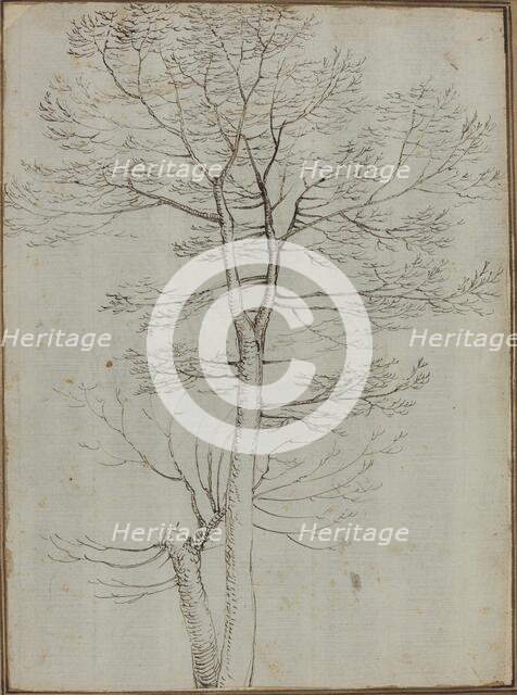 Bare Tree [verso]. Creator: Fra Bartolomeo.