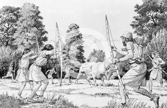 Prehistoric hunting of aurochs. Artist: Derek Lucas