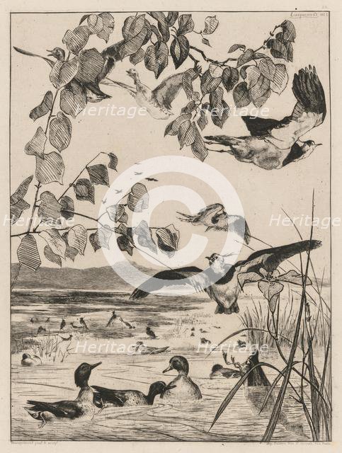 Lapwings and Teals, 1862. Creator: Félix Bracquemond (French, 1833-1914).