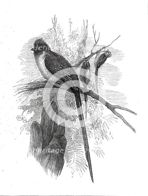 Chestnut-backed Coly, at the Zoological Society's Gardens...1876. Creator: Unknown.