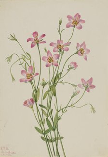 Saltmarsh Rosegentian (Sabbatia stellaris), 1926. Creator: Mary Vaux Walcott.