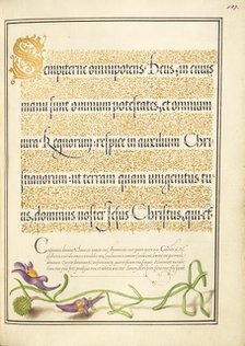 Toadflax; Mira calligraphiae monumenta, 1561-1562; illumination added 1591-1596. Creator: Joris Hoefnagel.