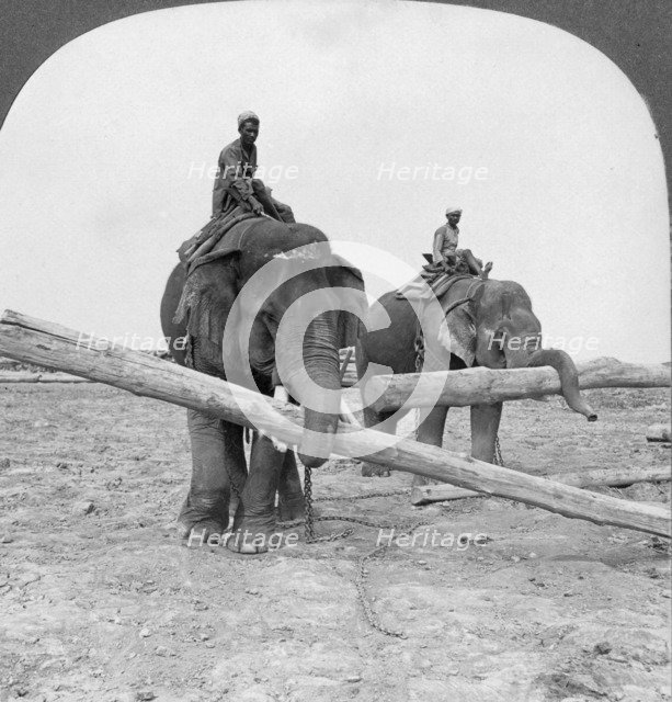 Elephants working in a lumber yard, Rangoon, Burma, 1908. Artist: Stereo Travel Co
