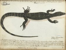 Minjawa or iguana, 1784. Creator: Jan Brandes.