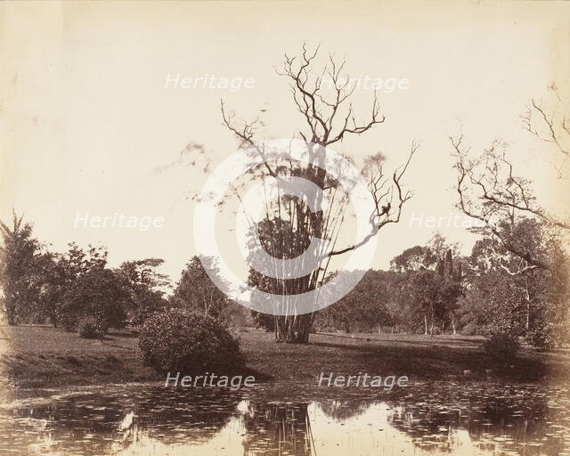 [Botanical Gardens, Calcutta], 1850s. Creator: Captain R. B. Hill.
