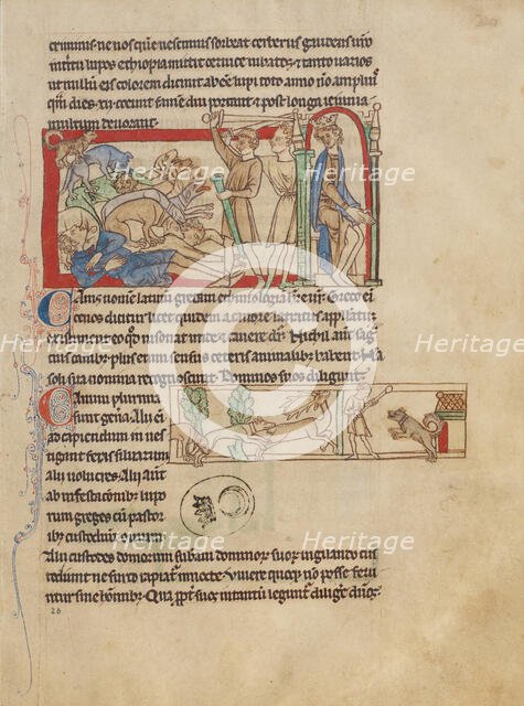 Dogs; Northumberland Bestiary, about 1250-1260. Creator: Unknown.