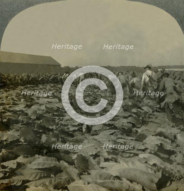 'Cutting Tobacco, Kentucky, U.S.A.', 1904. Creator: Keystone View Company.