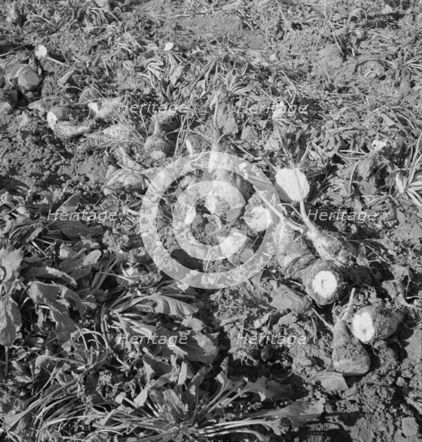 Topped sugar beets lying in field, near Nyssa, Malheur County, Oregon, 1939. Creator: Dorothea Lange.